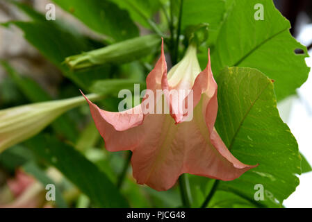 Brugmansia, Angelo tromba, rosa stramonium Foto Stock
