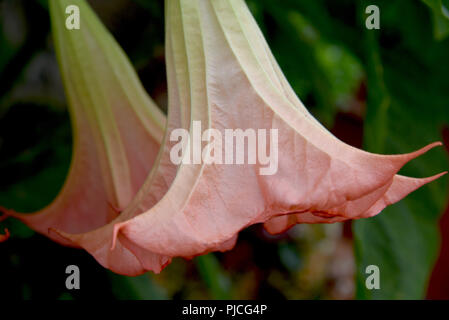 Brugmansia, Angelo tromba, rosa stramonium Foto Stock