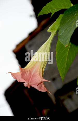 Brugmansia, Angelo tromba, rosa stramonium Foto Stock