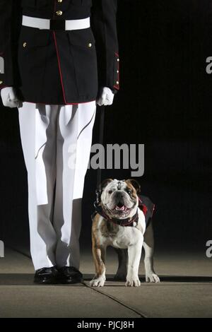 Lancia Cpl. James Bourgeois, mascotte gestore, caserma marini Washington D.C., si trova in corrispondenza della posizione di attenzione con la prossima gazzetta Marine Corps Mascot, Pvt. Chesty XV, durante un venerdì sera Parade presso la caserma, 20 luglio 2018. Principali gen. James E. Livingston, Medal of Honor destinatario, è stato ospite di onore per la parata e l'hosting ufficiale è stato Lt. Gen. di Brian D. Beaudreault, vice comandante, piani, politiche e operazioni. Foto Stock