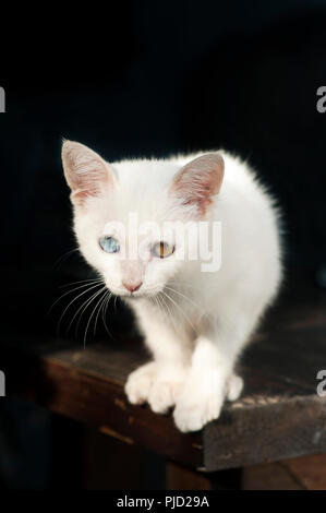 Un bel bianco odd eyed gattino seduto su un tavolo e guardando la fotocamera Foto Stock