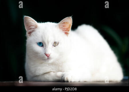 Ritratto di un bel bianco odd eyed gattino contro uno sfondo nero Foto Stock