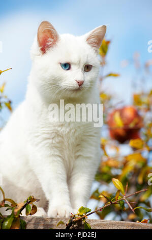 Bella bianca odd eyed gattino seduto in un albero con il fogliame di autunno contro il cielo blu Foto Stock