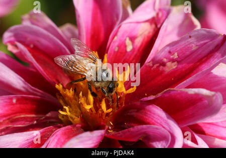 Un grazioso il miele delle api (Apis mellifera) nectaring su un Fiore Dahlia. Foto Stock