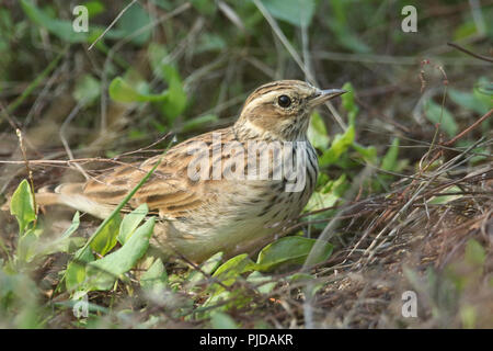 Un bellissimo (Woodlark Lullula arborea) di appoggio in un campo in corrispondenza del bordo del bosco. Foto Stock