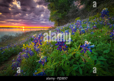 Bluebonnets a Grapevine lago nel nord Texas. Lupinus texensis, il Texas bluebonnet, è una specie endemica di lupino in Texas. Foto Stock