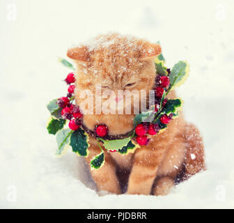 Ritratto di un gattino indossando ghirlanda di Natale. Cat passeggiate sulla neve in inverno Foto Stock