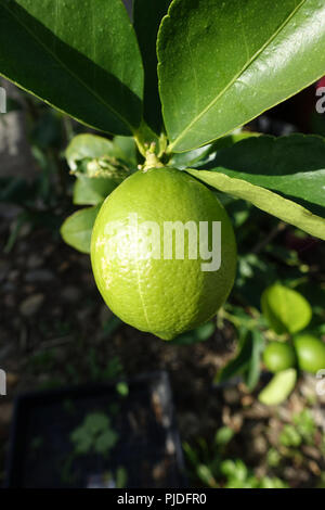 Citrus latifolia o Tahitian Limes che cresce su un albero Foto Stock