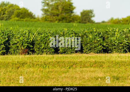 Una chiusura del file di un campo di semi di soia Foto Stock