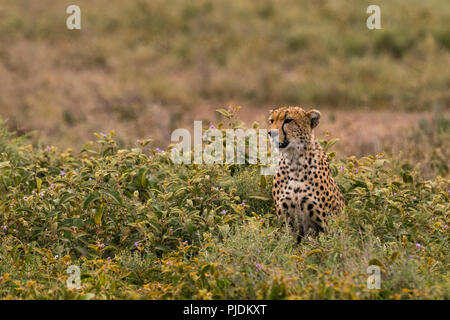 Ghepardo (Acinonyx jubatus), Ndutu, Ngorongoro Conservation Area, Serengeti, Tanzania Foto Stock