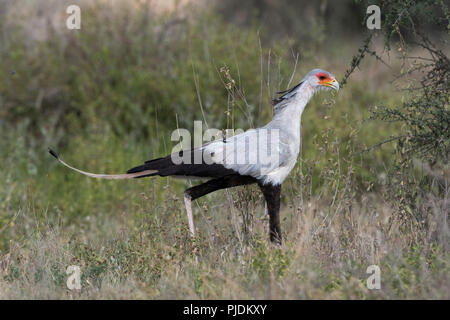 Segretario bird (Sagittarius serpentarius), Ndutu, Ngorongoro Conservation Area, Serengeti, Tanzania Foto Stock