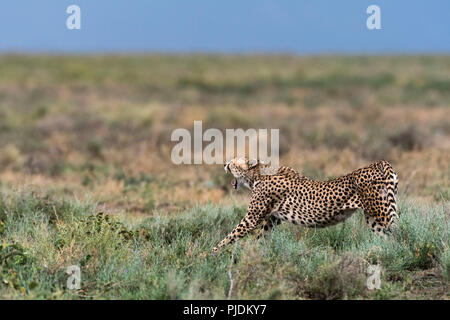 Ghepardo (Acinonyx jubatus), Ndutu, Ngorongoro Conservation Area, Serengeti, Tanzania Foto Stock