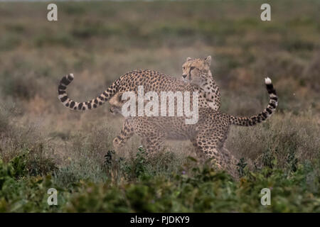 Una femmina di ghepardo (Acinonyx jubatus) e il suo cucciolo sparring, Ndutu, Ngorongoro Conservation Area, Serengeti, Tanzania Foto Stock
