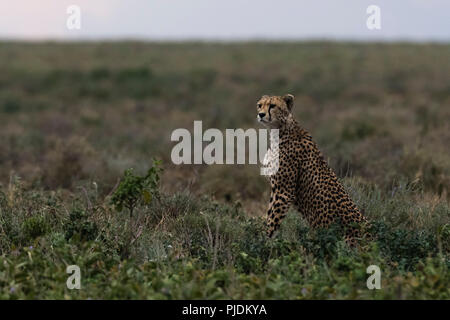 Ghepardo (Acinonyx jubatus), Ndutu, Ngorongoro Conservation Area, Serengeti, Tanzania Foto Stock