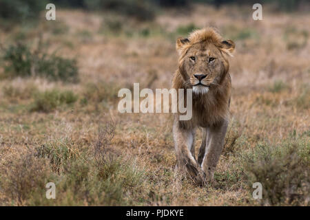 Maschio di leone a piedi (Panthera leo), Ndutu, Ngorongoro Conservation Area, Serengeti, Tanzania Foto Stock