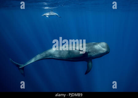 La balena pilota con delfino macchiato atlantico a sud di Tenerife Foto Stock