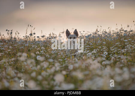 Il Labrador in esecuzione nel campo di fiori, Lahinch, Clare, Irlanda Foto Stock