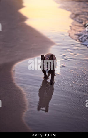 Bulldog francese sulla spiaggia Foto Stock