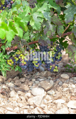 La coltura di uve destinate alla produzione del famoso vino Rioja. Foto Stock