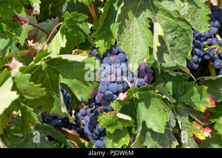 La coltura di uve destinate alla produzione del famoso vino Rioja. Foto Stock