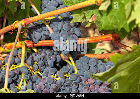 La coltura di uve destinate alla produzione del famoso vino Rioja. Foto Stock
