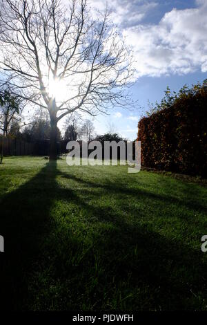 Un giuglans regia, un albero comune di noce, è in piedi in un giardino in Belgio. Il sole basso getta una lunga ombra in primo piano Foto Stock
