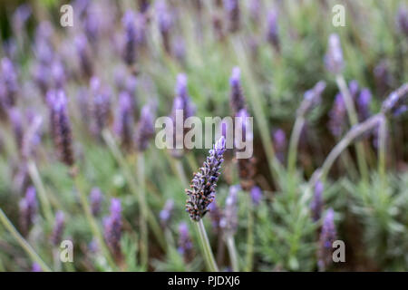 Un imporpori fiore lavanda bush con una messa a fuoco selettiva in Adelaide Australia del Sud il 5 settembre 2018 Foto Stock