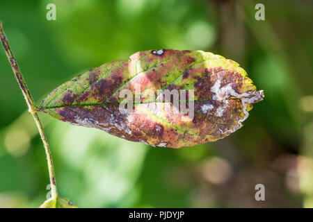 Malattia vegetale, fungine lascia posto sulla malattia rosaio provoca il danneggiamento. Batterico, afidi, fungo Marsonia, clorosi, oidio batteriosi vascolare Foto Stock