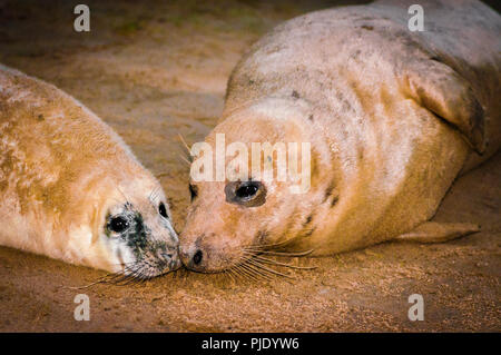Guarnizioni di tenuta che giace sulla spiaggia di Donna Nook colonia di foche, REGNO UNITO Foto Stock