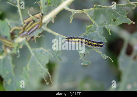 Cavolo bruchi bianco Foto Stock