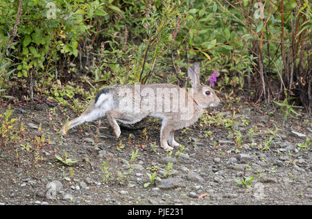 Coniglio selvatico stretching e sbadigli, il Galles Centrale/Shropshire frontiere,Uk,2018 Foto Stock