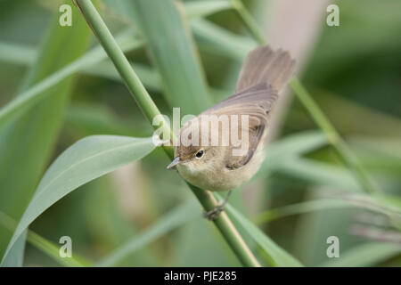 I capretti Reed trillo, Shropshire confine,uk Foto Stock