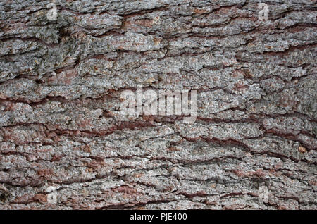 Sfondo di legno: conifera, corteccia di pino o abete Foto Stock