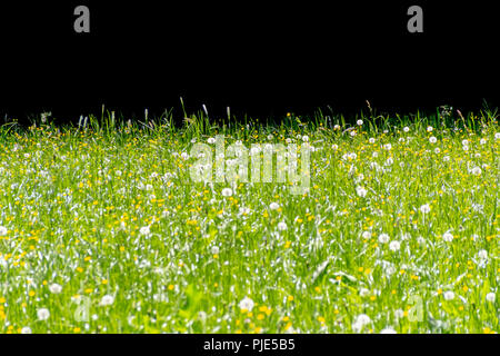 Soleggiato prato fiorito a primavera tempo di fronte posteriore nero Foto Stock