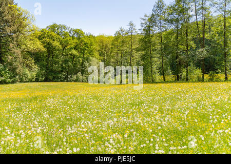 Sunny bordo di un legno comprendente un prato fiorito a primavera tempo Foto Stock
