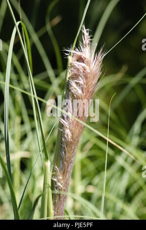 Gros plan d'onu jeune plumeau de miscanthus sinensis andersson poacerae, close-up di un giovane duster di miscanthus sinensis andersson poacerae, Foto Stock