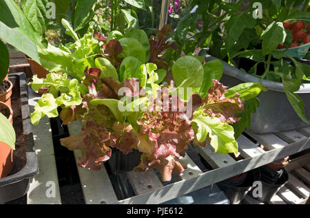 Primo piano di insalata mista foglie lattuga crescere in pentole in una serra pronta a piantare fuori nel giardino in estate Inghilterra Regno Unito Gran Bretagna Foto Stock