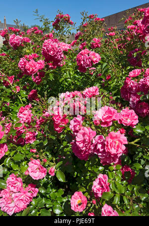 Primo piano di rose rosa 'tappeto fiore rosa' fiori fioritura in un giardino in estate Inghilterra Regno Unito GB Gran Bretagna Foto Stock
