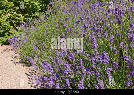 Primo piano di piante di lavanda inglese 'Mustead' fiori viola fioriti in estate Inghilterra Regno Unito GB Gran Bretagna Foto Stock