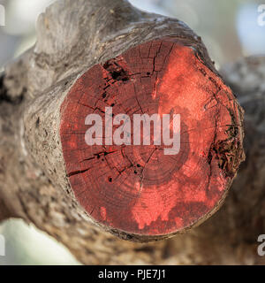 Il moncone di un cut off tree dipinte di rosso per segnare dal homewner o del contraente in cui essi si trovano . Immagine di stock. Foto Stock