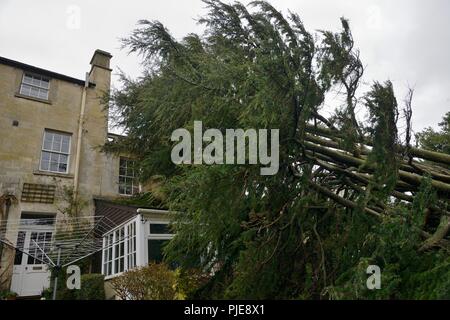 Cedro Deodar albero soffiato verso il basso in una tempesta, appoggiata contro una casa, WILTSHIRE REGNO UNITO, Marzo. Foto Stock