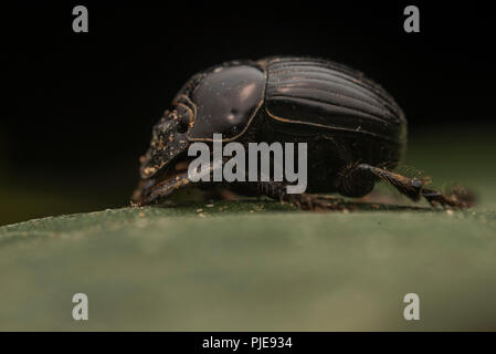 Un dung beetle dalla foresta amazzonica, fotografato in Perù meridionale. Foto Stock