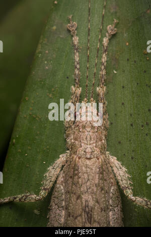 Un grazioso katydid che imita moss o lichen è mal celata quando si è seduti su una foglia verde. Foto Stock