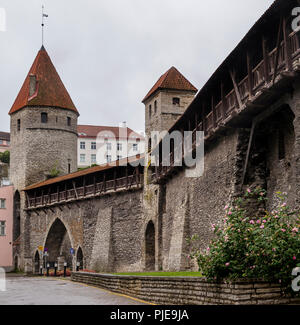 Dettaglio delle pareti e una delle torri medievali del centro storico di Tallinn, Estonia Foto Stock