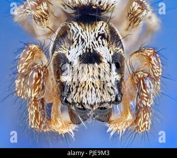 Zebra back spider (Salticus scenicus) alto macro vista dorsale che mostra gli occhi Foto Stock