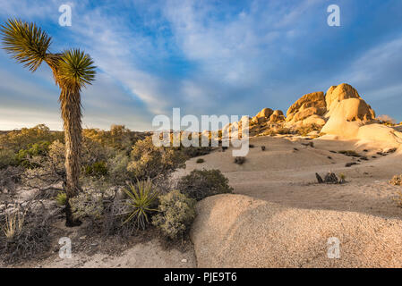 Yucca alberi e arbusti vicino a formazione di roccia in roccia Jumbo sezione di Joshua Tree National Park, California Foto Stock