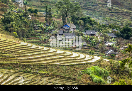 Campi di riso a terrazze Sapa, nel Vietnam del nord Foto Stock