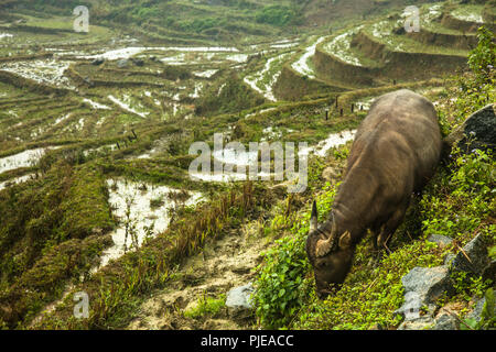 Bufalo d'acqua tra i campi di riso. Sapa, nel Vietnam del nord Foto Stock