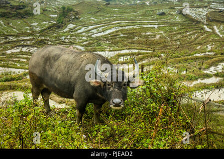 Bufalo d'acqua tra i campi di riso. Sapa, nel Vietnam del nord Foto Stock