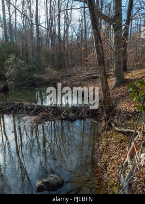 Beaver Dam sul flusso di Fairfax, Virginia Foto Stock